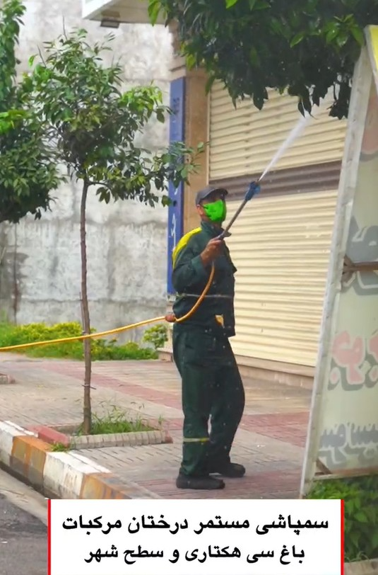 سمپاشی درختان مرکبات  ؛ گامی برای پیشگیری از آفات و حفظ شادابی درختان