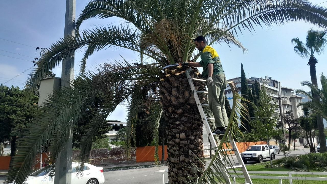 رسیدگی به عرصه های فضای سبز سطح شهر توسط همکاران فضای سبز شهرداری رامسر